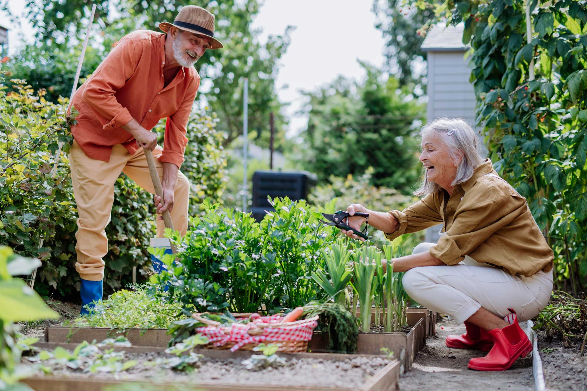 senior couple tending to their vegetable garden outside